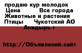 продаю кур молодок. › Цена ­ 320 - Все города Животные и растения » Птицы   . Чукотский АО,Анадырь г.